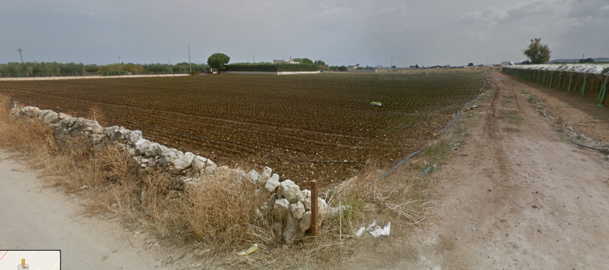 Agricolo / Coltura a Mola di Bari (zona Caracappa )