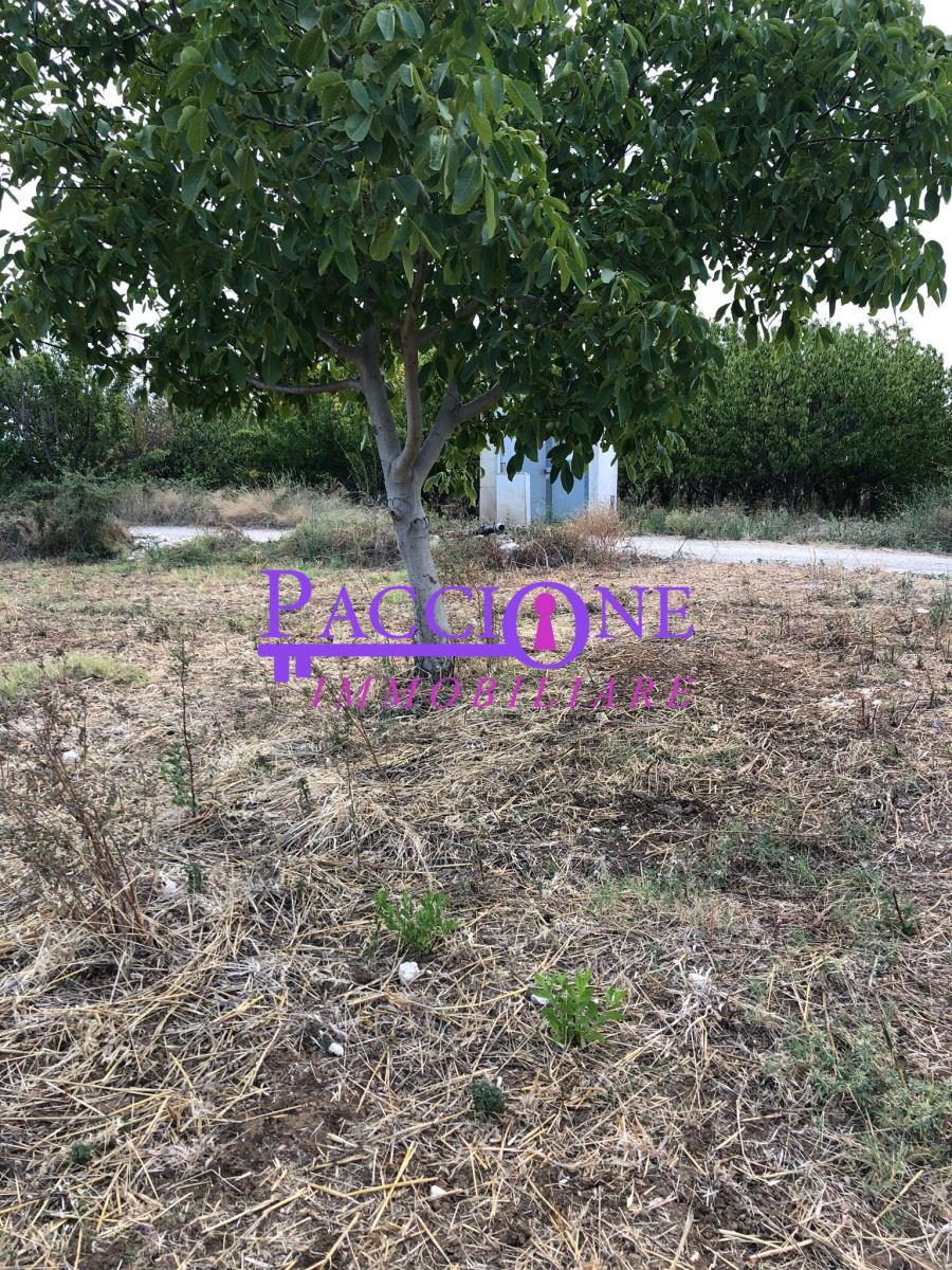 Agricolo / Coltura a Mola di Bari (zona strada comunale per Capullo)