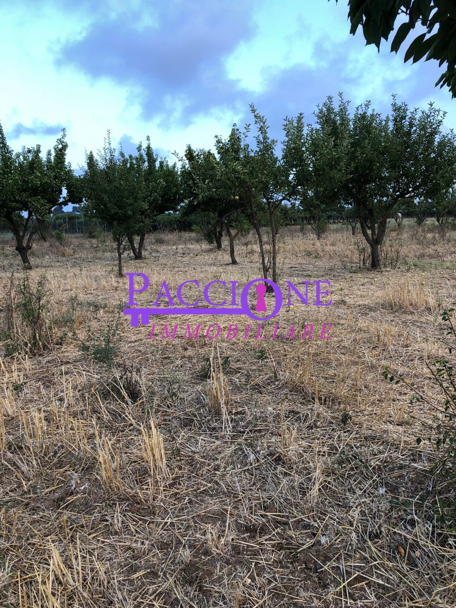 Agricolo / Coltura a Mola di Bari (zona strada comunale per Capullo)