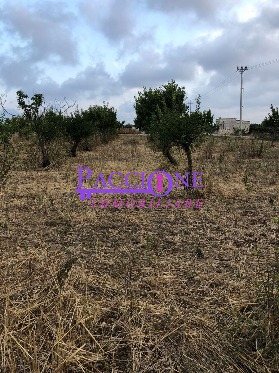 Agricolo / Coltura a Mola di Bari (zona strada comunale per Capullo)