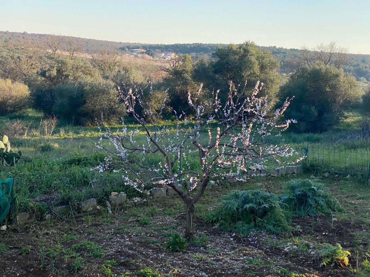 Rustico / Casale / Masseria di  6 vani /330 mq  a Cassano delle Murge (zona strada provinciale Grippoli)