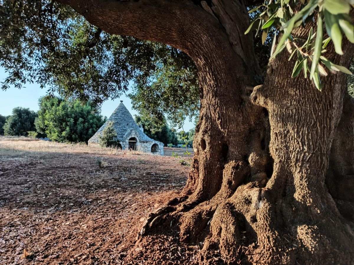 Trullo/30000 mq  a Fasano