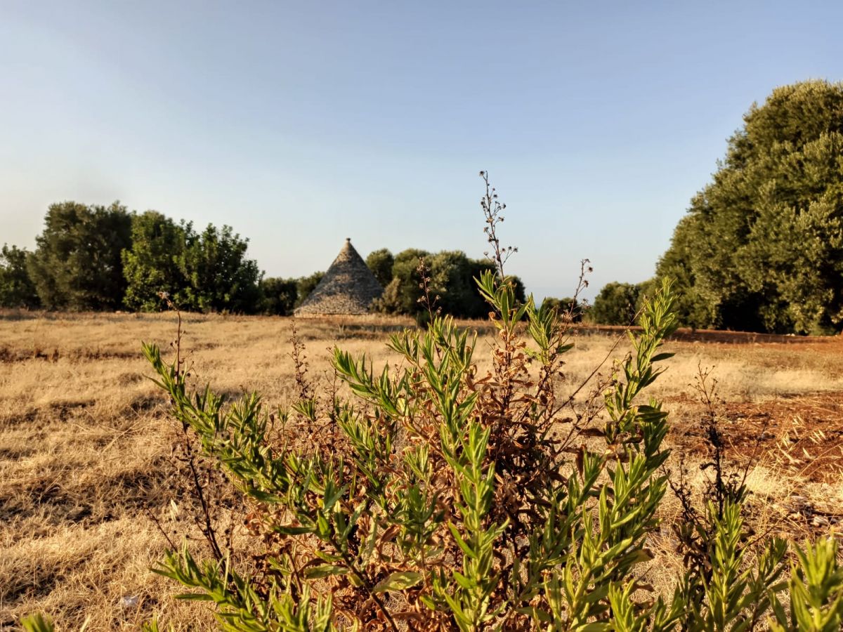 Trullo/30000 mq  a Fasano