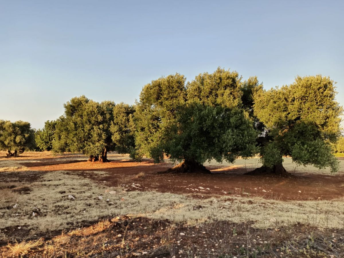 Trullo/30000 mq  a Fasano