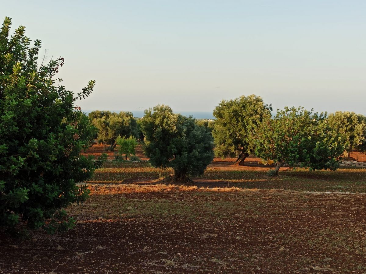 Trullo/30000 mq  a Fasano