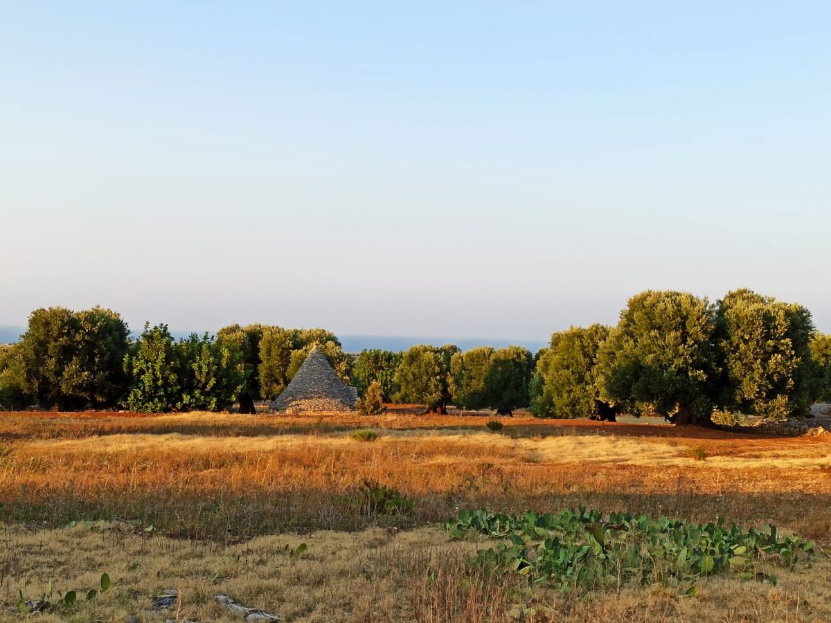 Trullo/30000 mq  a Fasano