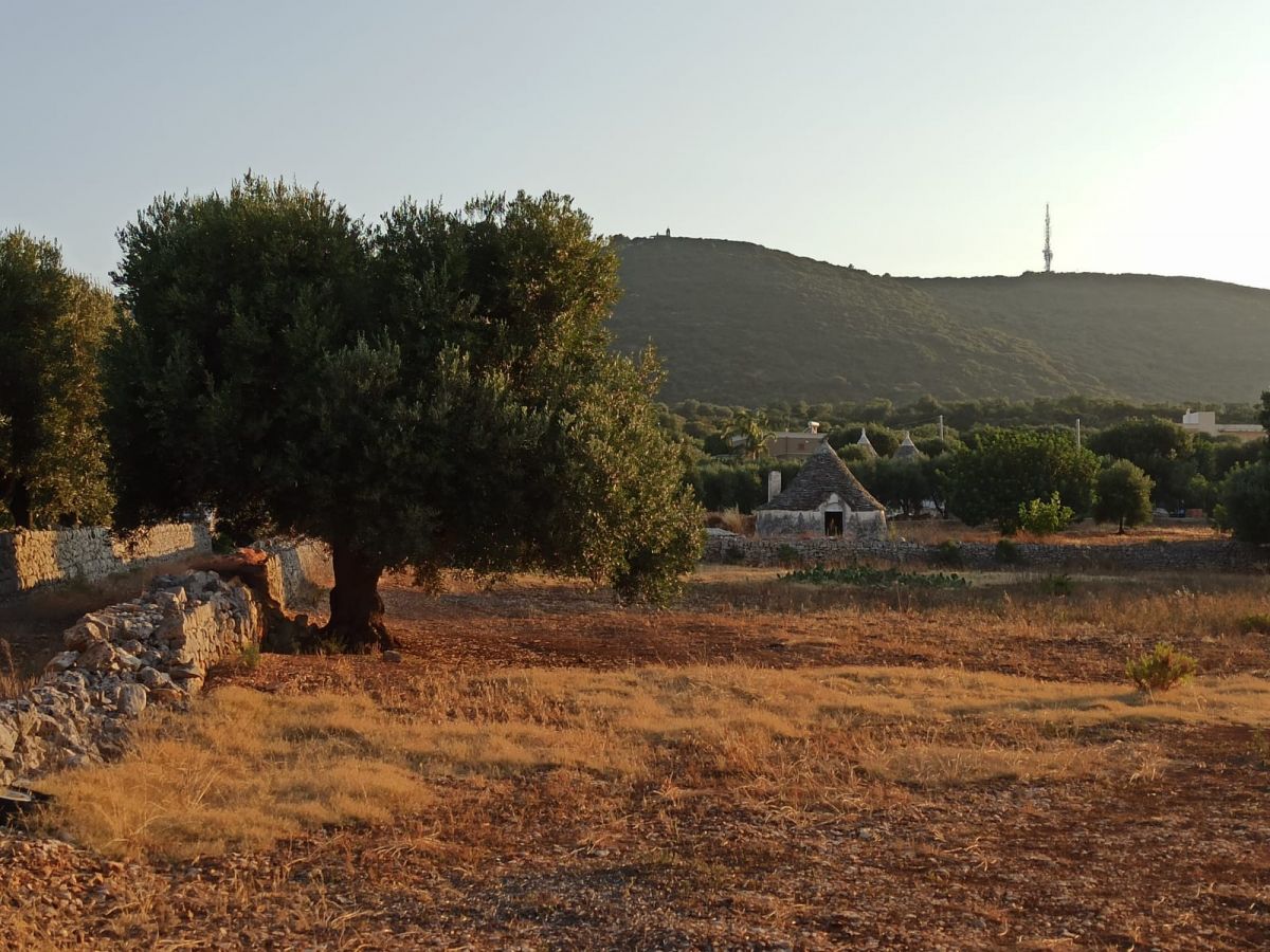 Trullo/30000 mq  a Fasano