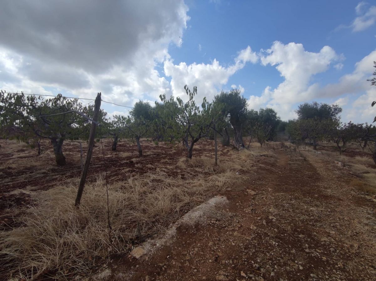 Agricolo / Coltura a Conversano