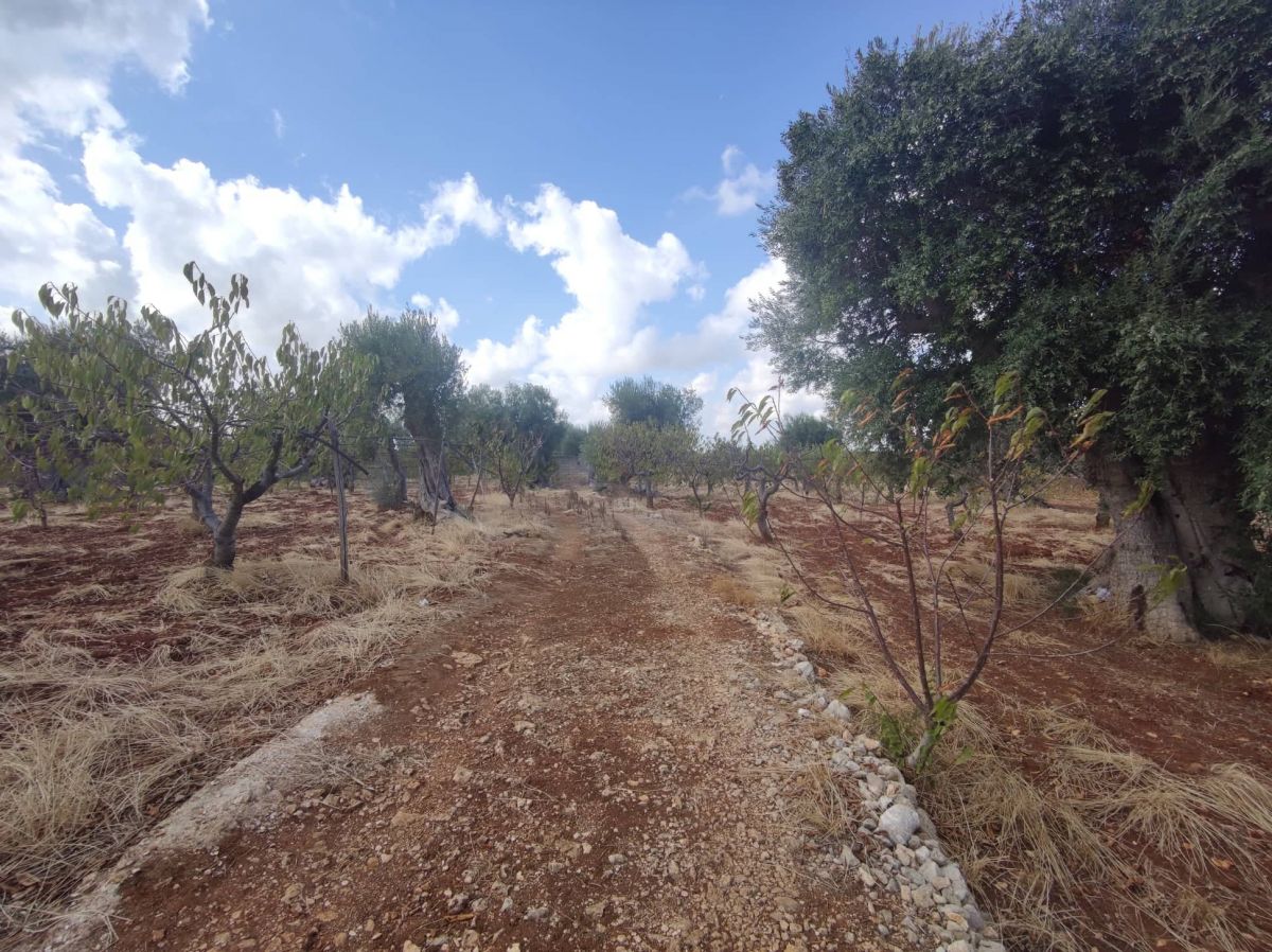 Agricolo / Coltura a Conversano