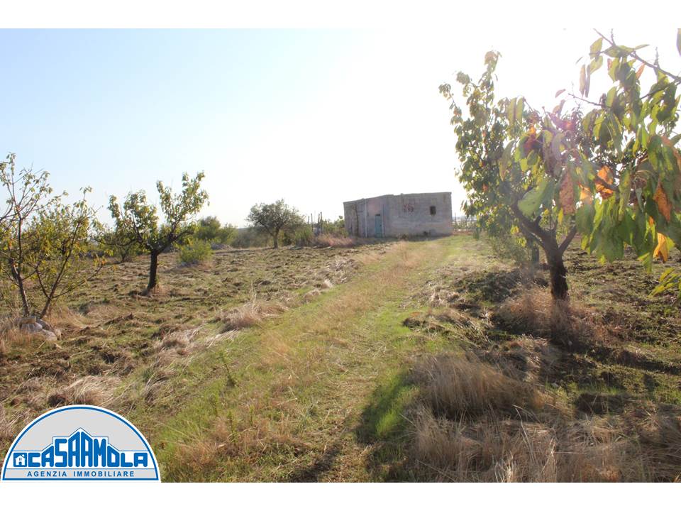 Agricolo / Coltura a Conversano (zona Martucci)