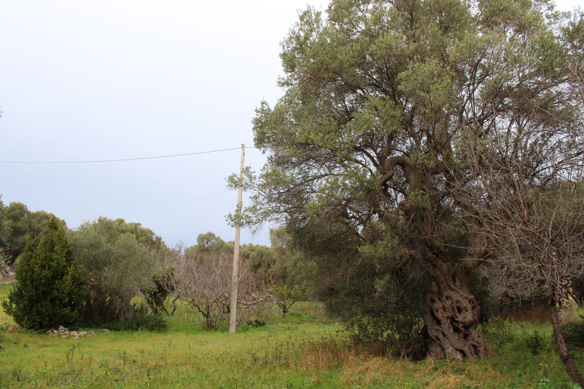 Terreno agricolo vicinanze mare