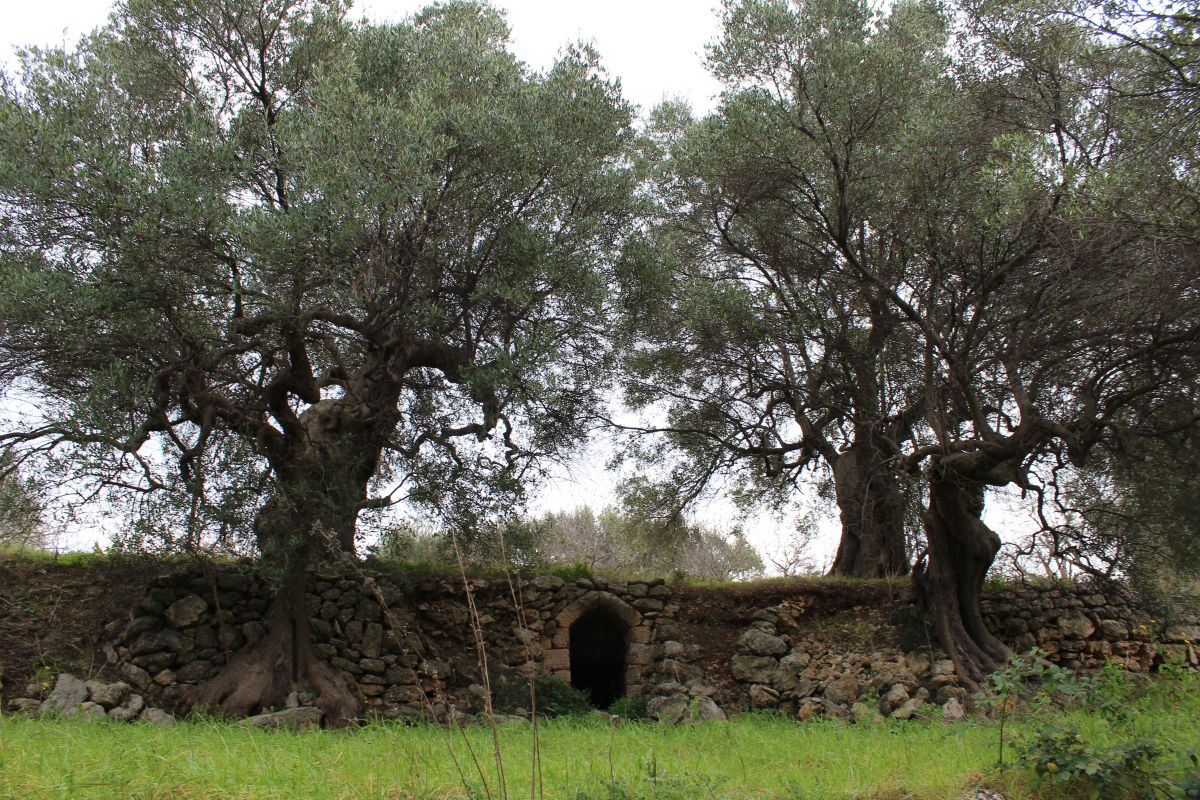 Terreno agricolo vicinanze mare