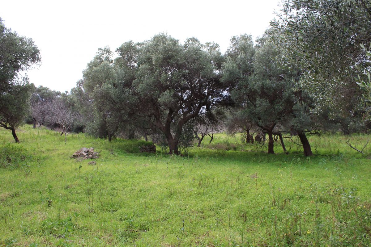 Terreno agricolo vicinanze mare