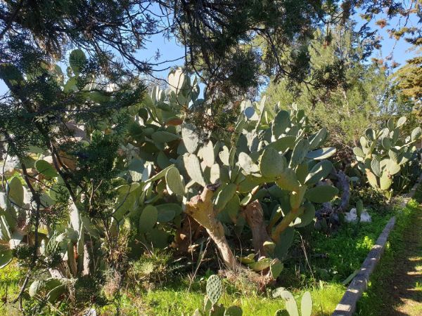 Terreno agricolo/sportivo  a Bari - Japigia (zona vicinanze Palaghiaccio)