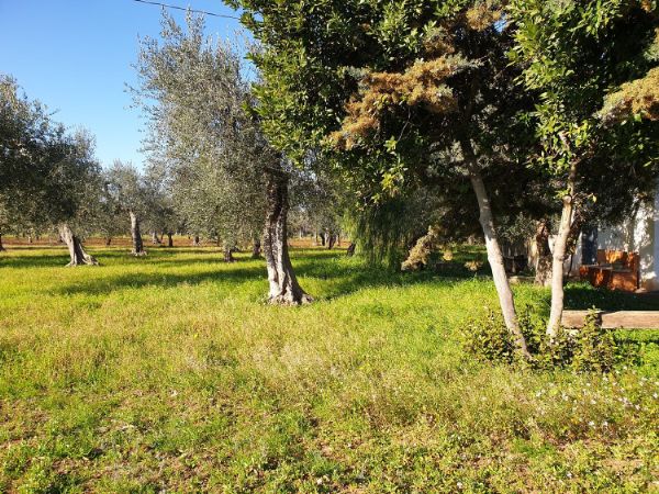 Terreno agricolo/sportivo  a Bari - Japigia (zona vicinanze Palaghiaccio)