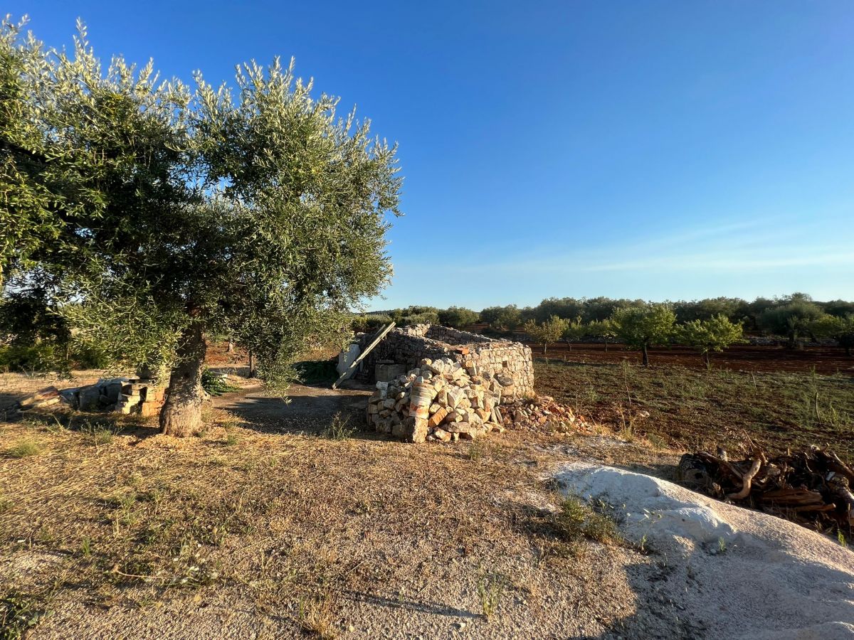 Agricolo / Coltura a Conversano (zona contrada Boschetto)