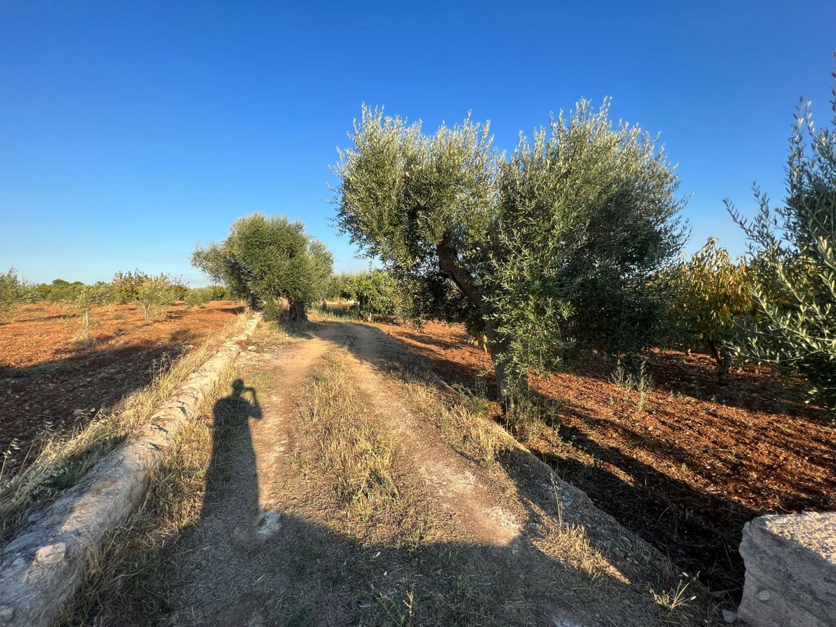 Agricolo / Coltura a Conversano (zona contrada Boschetto)