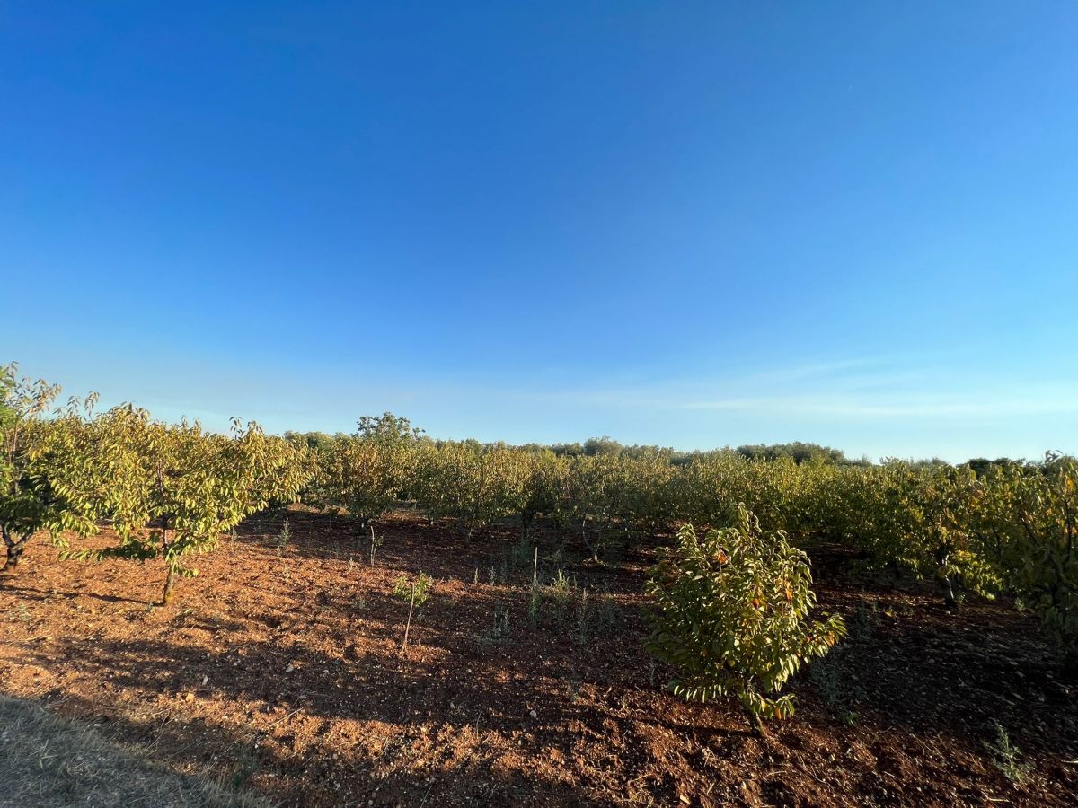 Agricolo / Coltura a Conversano (zona contrada Boschetto)