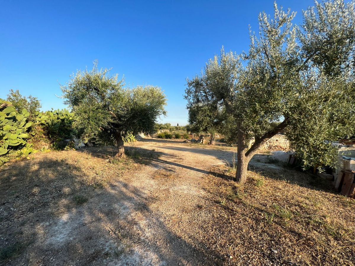 Agricolo / Coltura a Conversano (zona contrada Boschetto)