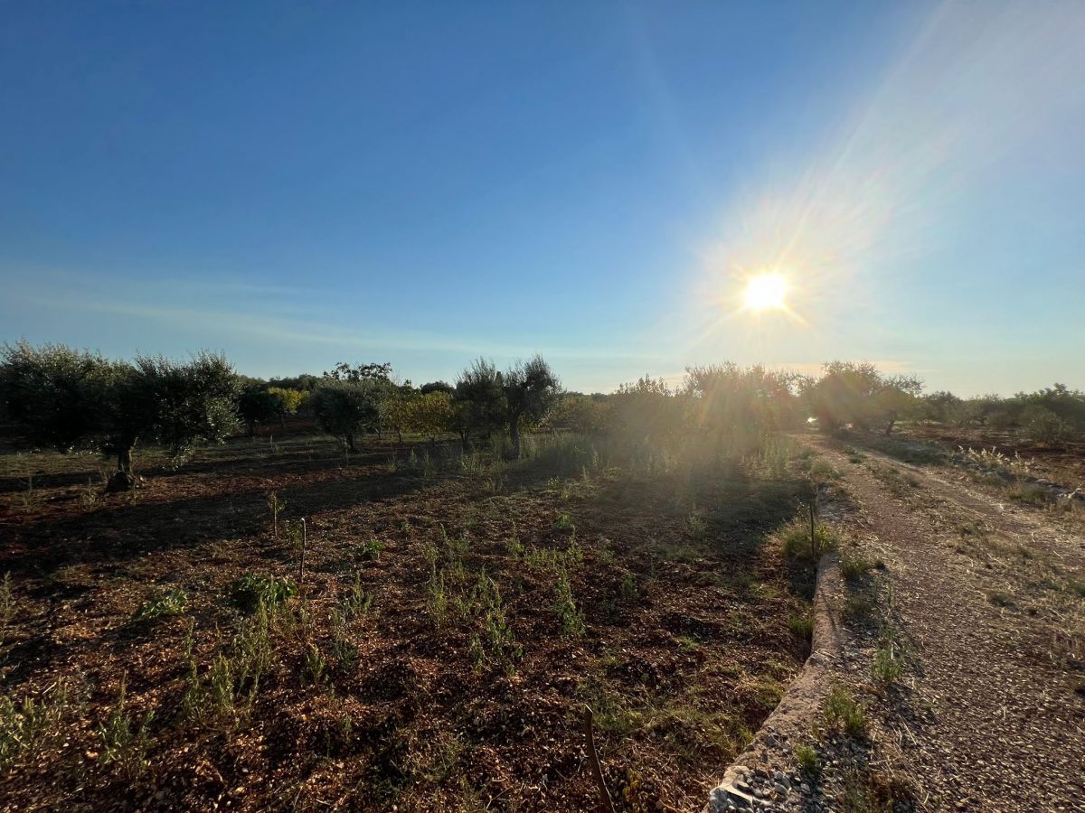 Agricolo / Coltura a Conversano (zona contrada Boschetto)