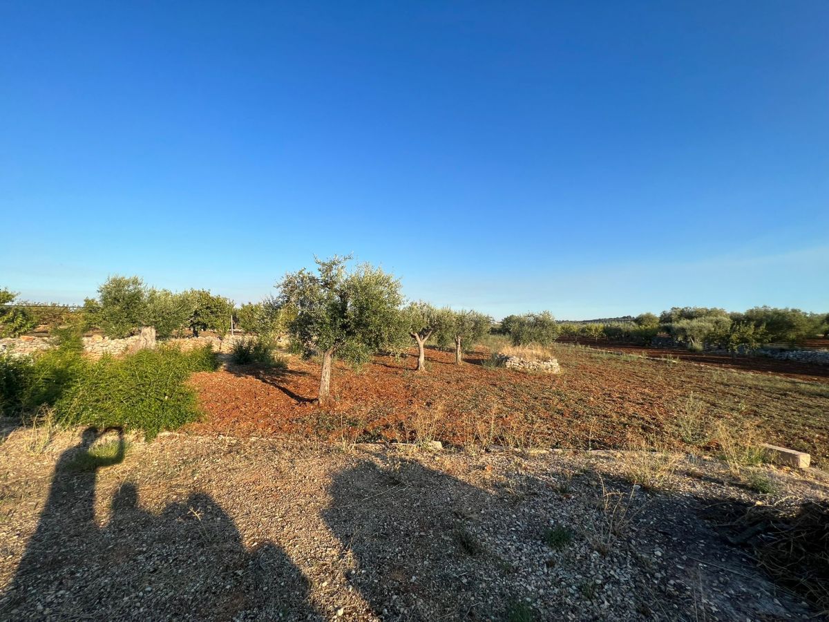 Agricolo / Coltura a Conversano (zona contrada Boschetto)