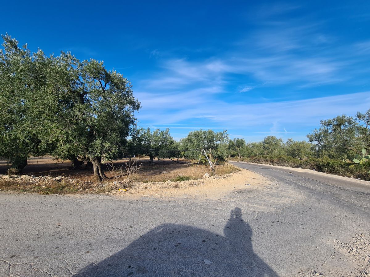 Agricolo / Coltura a Bisceglie (zona Artigianale/Industriale )