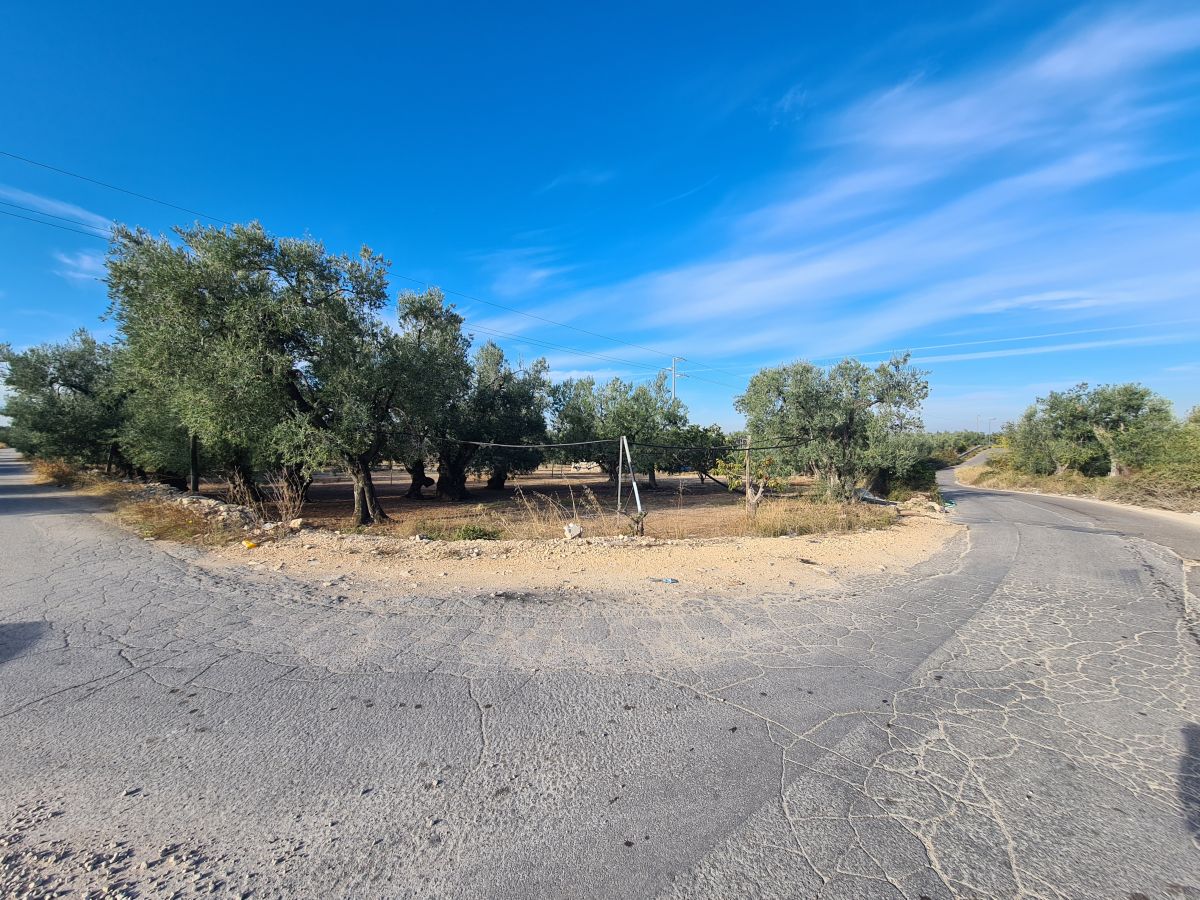 Agricolo / Coltura a Bisceglie (zona Artigianale/Industriale )