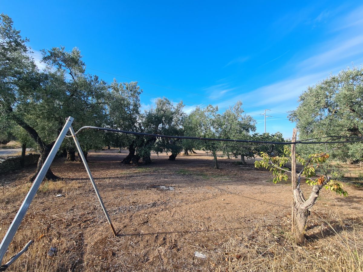 Agricolo / Coltura a Bisceglie (zona Artigianale/Industriale )