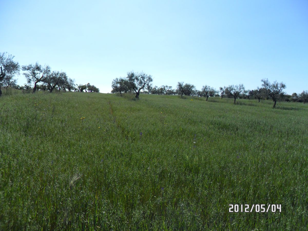 Masseria a Cassano delle Murge (zona foresta Mercadante)