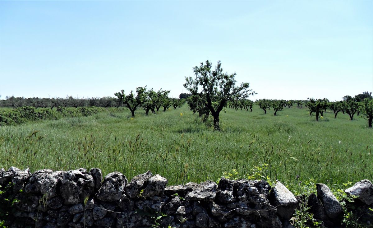 Masseria a Cassano delle Murge (zona foresta Mercadante)