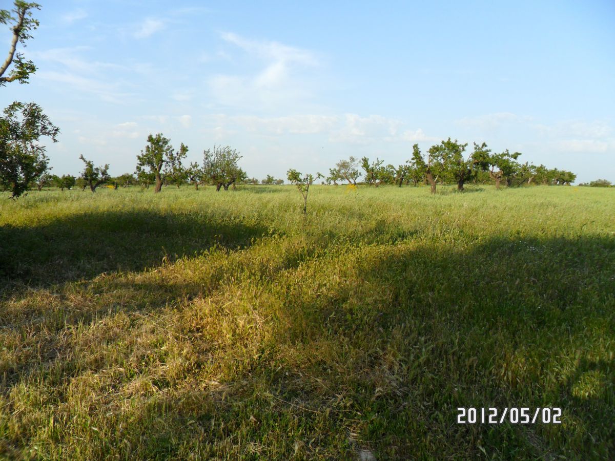 Masseria a Cassano delle Murge (zona foresta Mercadante)