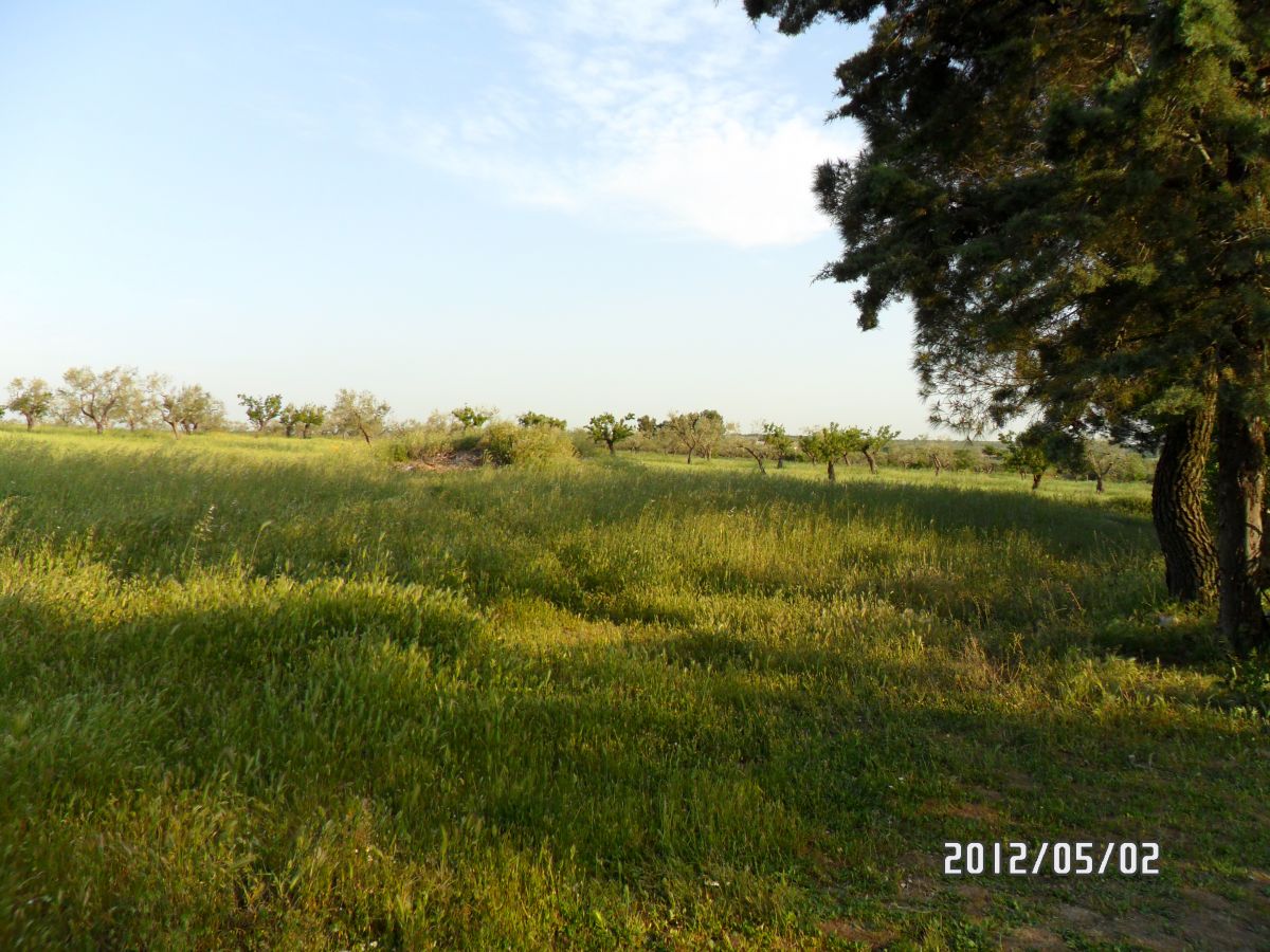 Masseria a Cassano delle Murge (zona foresta Mercadante)