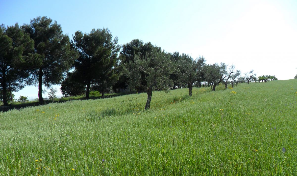 Masseria a Cassano delle Murge (zona foresta Mercadante)