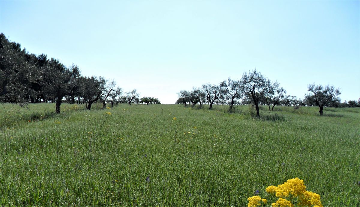 Masseria a Cassano delle Murge (zona foresta Mercadante)