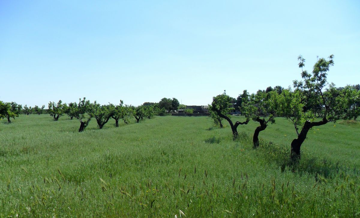 Masseria a Cassano delle Murge (zona foresta Mercadante)