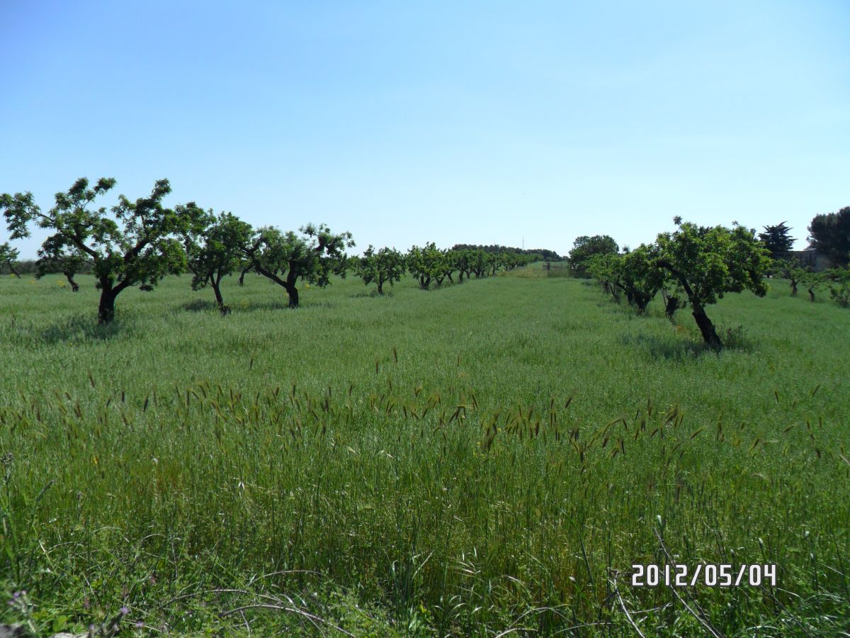 Masseria a Cassano delle Murge (zona foresta Mercadante)