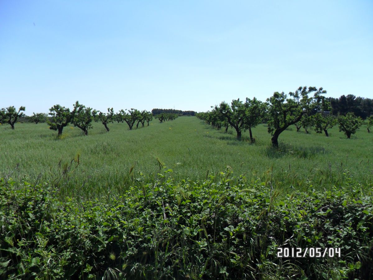 Masseria a Cassano delle Murge (zona foresta Mercadante)