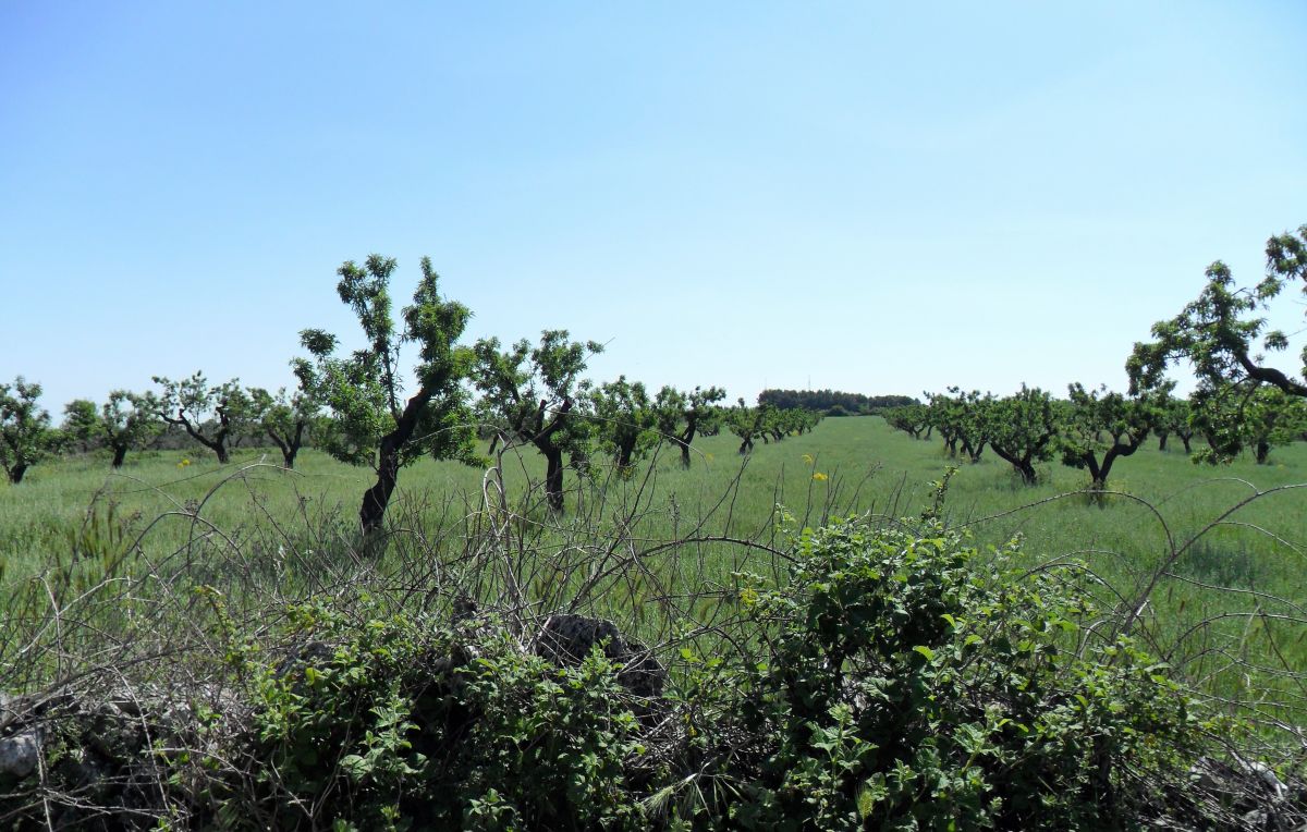 Masseria a Cassano delle Murge (zona foresta Mercadante)