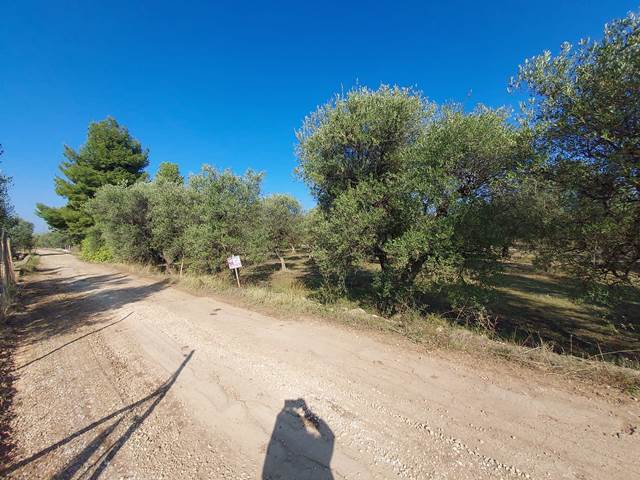 Terreno Agricolo / Coltura a Ruvo di Puglia