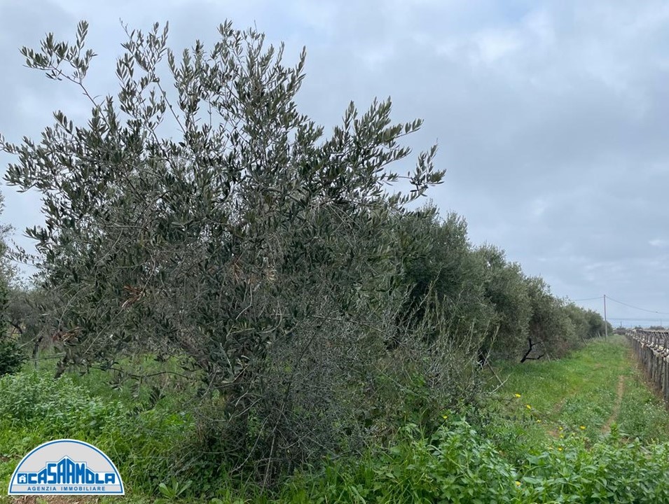 Agricolo / Coltura a Mola di Bari (zona Adiacente al Plenilunio alla Fortezza)