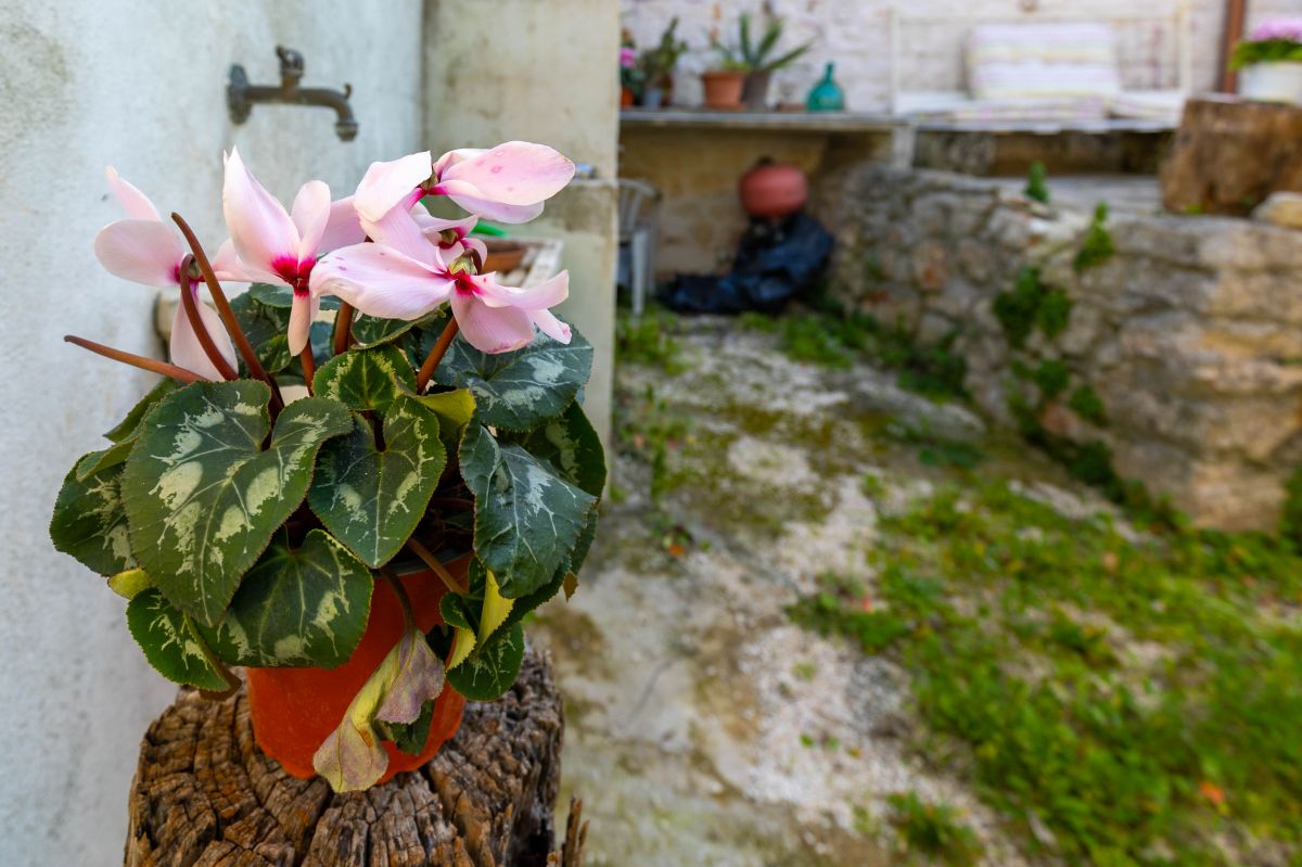 Casa indipendente di  3 vani /80 mq  a Ostuni (zona CONTRADA CERVAROLO)