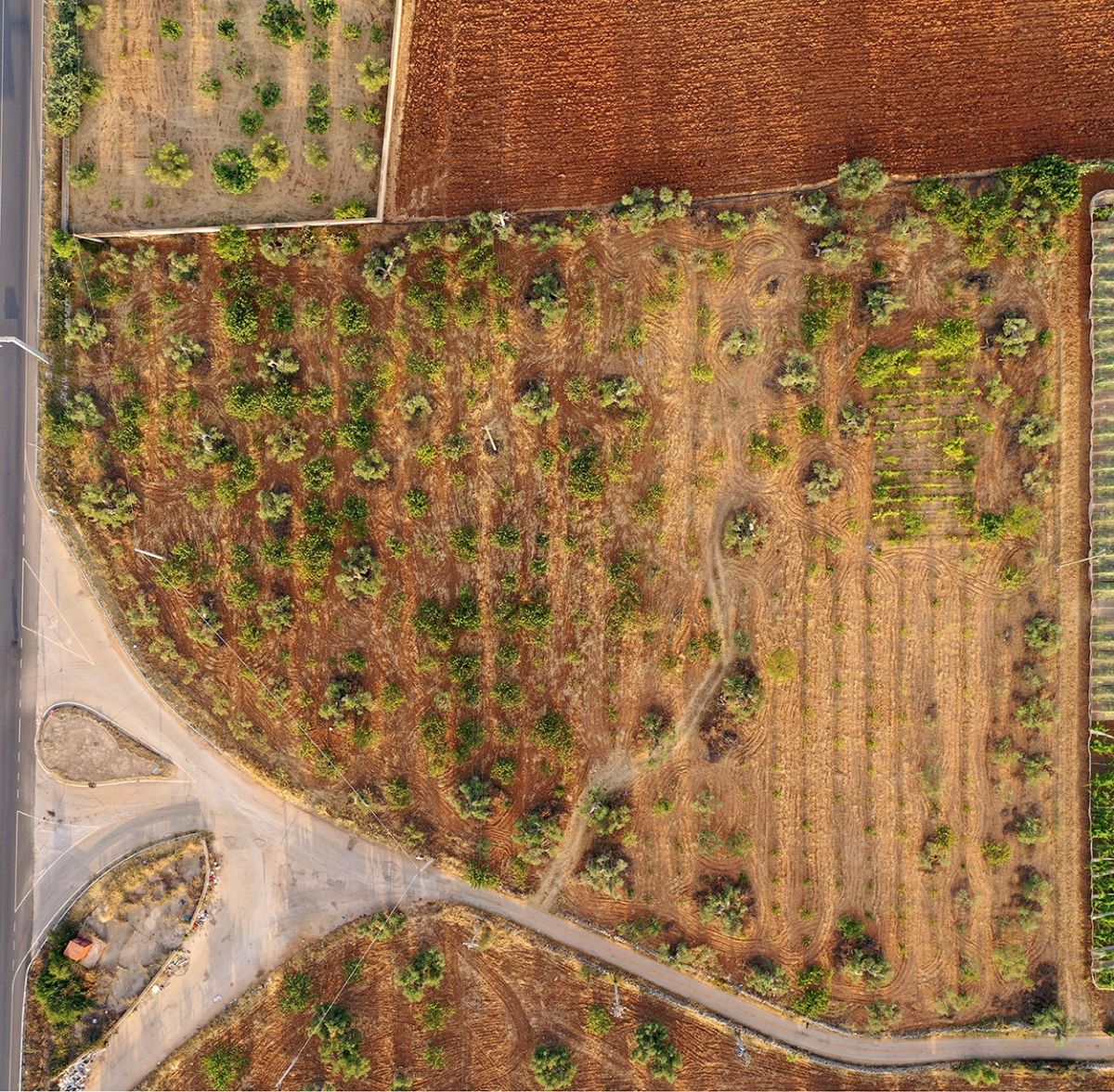 Agricolo / Coltura a Conversano (zona Via Rutigliano)