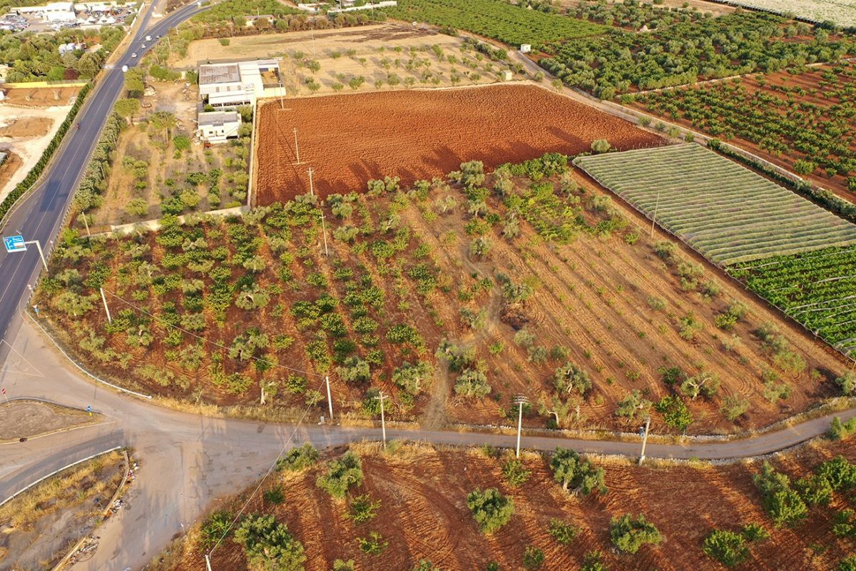 Agricolo / Coltura a Conversano (zona Via Rutigliano)