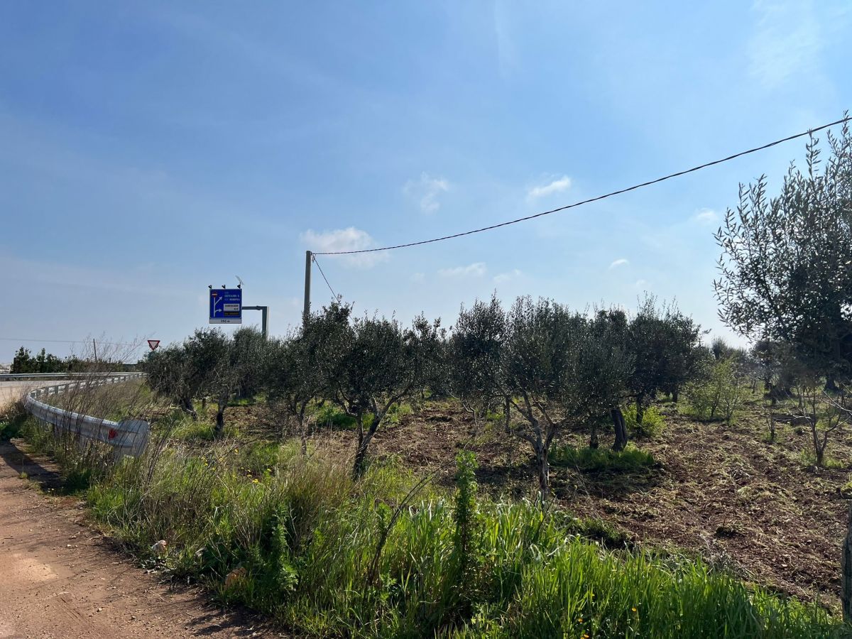 Agricolo / Coltura a Conversano (zona Via Rutigliano)