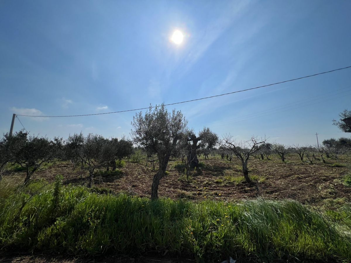 Agricolo / Coltura a Conversano (zona Via Rutigliano)