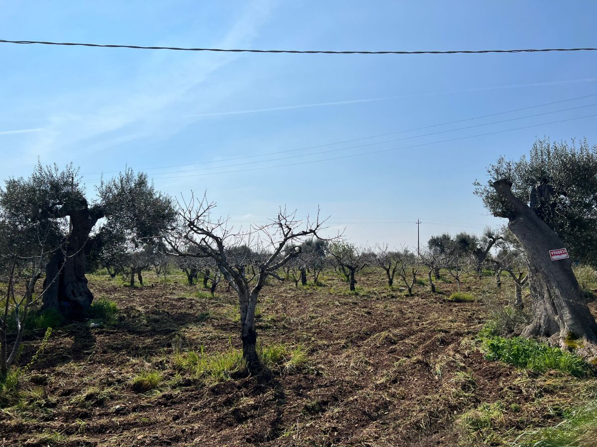 Agricolo / Coltura a Conversano (zona Via Rutigliano)