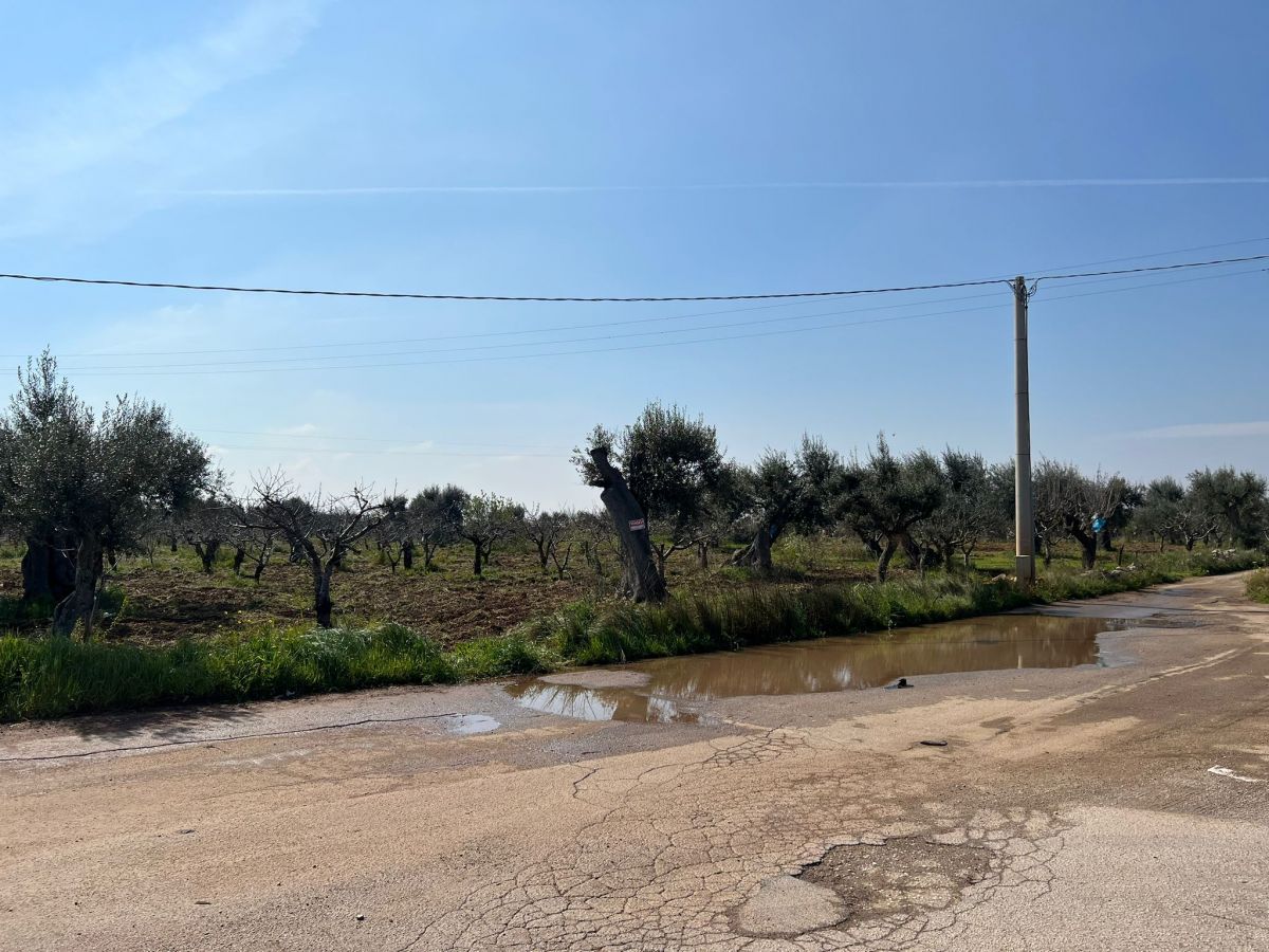 Agricolo / Coltura a Conversano (zona Via Rutigliano)