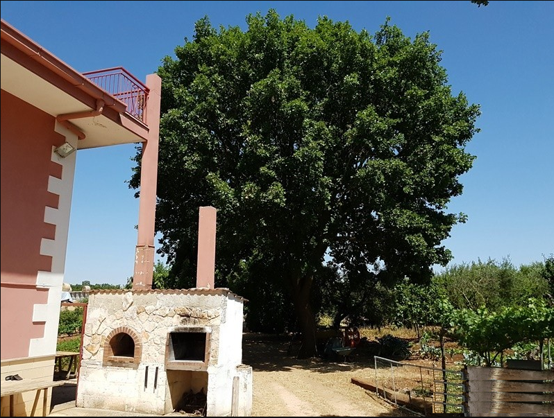 Rustico / Casale / Masseria di  6 vani /346 mq  a Cassano delle Murge (zona Contrada Lama Cardillo - Giustino)