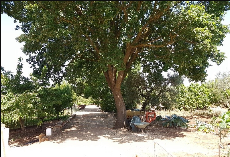 Rustico / Casale / Masseria di  6 vani /346 mq  a Cassano delle Murge (zona Contrada Lama Cardillo - Giustino)