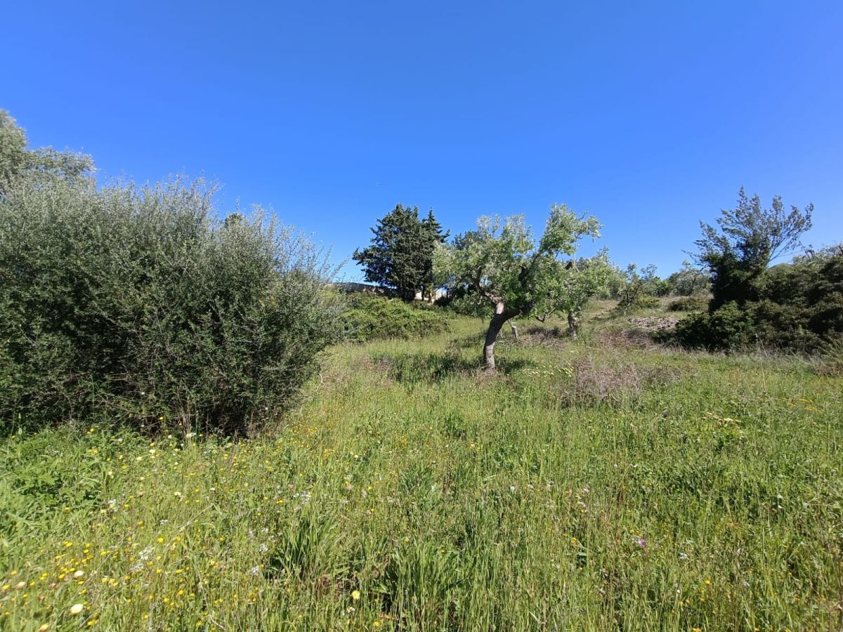 Agricolo / Coltura a Modugno